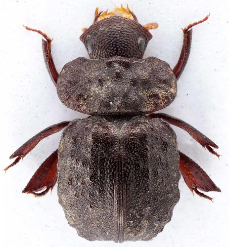 Réf. 250 974 : Carinophilharmostes vadoni